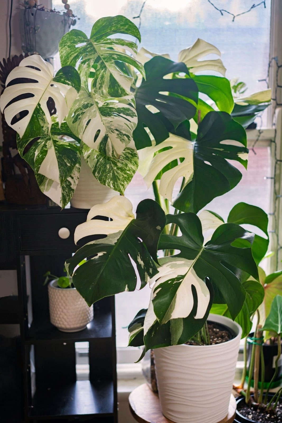 What Makes Variegated Monsteras So Popular Monstera